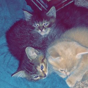 Meet your Posher, Heidi